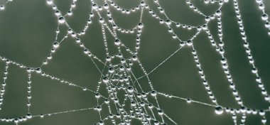 SpiderWeb ve dewdrops, yakın