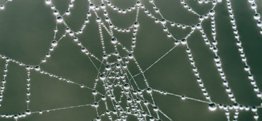 Spiderweb and dewdrops, close up clipart