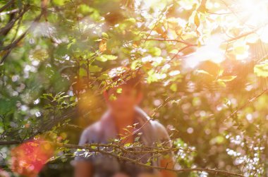 güneşli bir gün ormanda