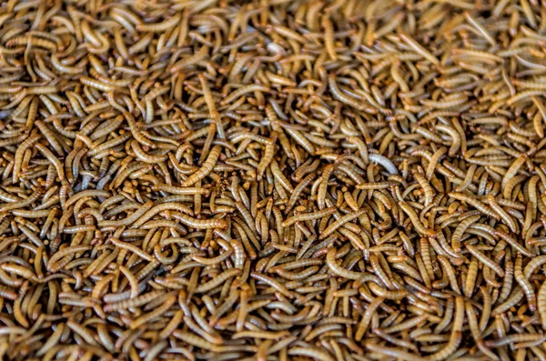 Många bruna mealworms — Stockfoto