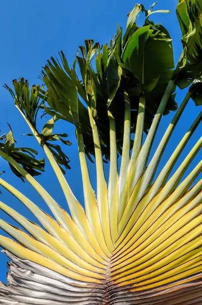 La palma da vicino — Foto Stock