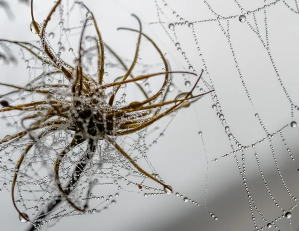 Spinnennetz mit Tautropfen auf trockener Blume — Stockfoto