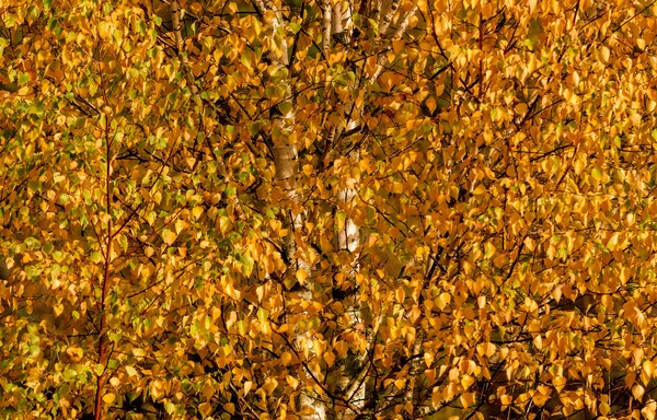 Malerische gelbe Birke — Stockfoto