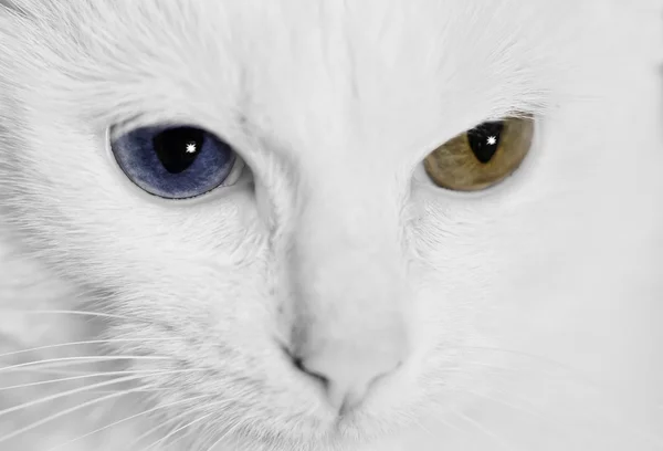 다른 눈을 가진 고양이 — 스톡 사진