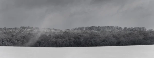 Foresta in inverno — Foto Stock