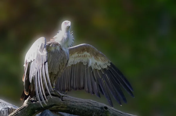 王兀鹫鸟 — 图库照片