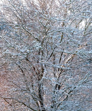 Kışın kar altında ağaçlar ve dallar