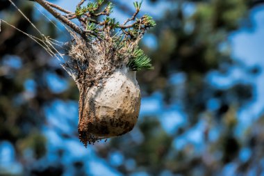 Nest hairy caterpillars clipart