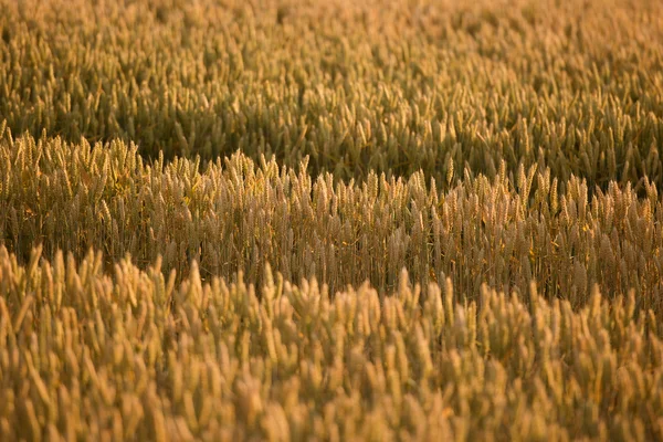 Golden wheat field — Stock Photo, Image