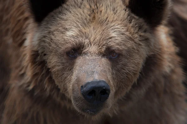 The brown bear — Stock Photo, Image