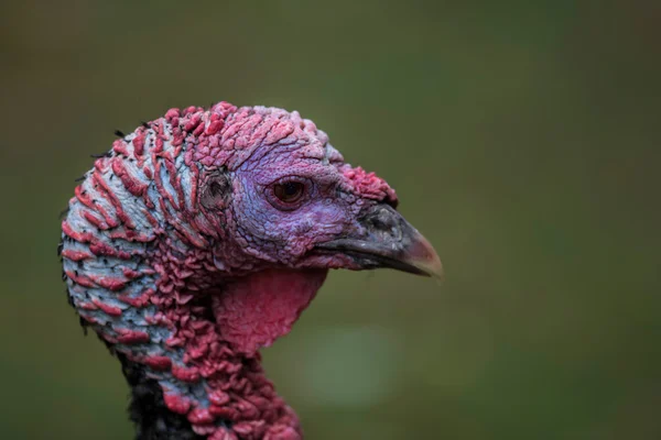 Turkey head close up — Stock Photo, Image