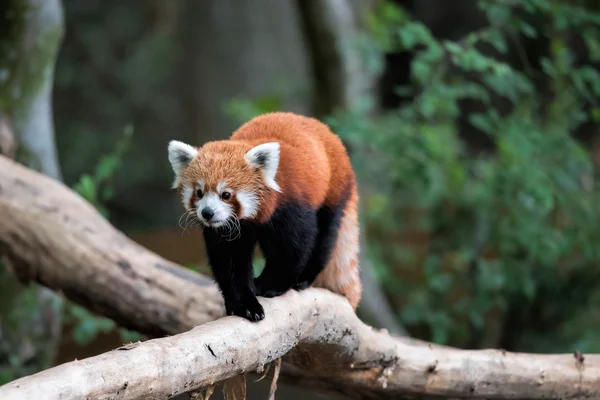 Panda vermelho na árvore — Fotografia de Stock