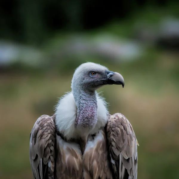 Närbild på griffon gam — Stockfoto