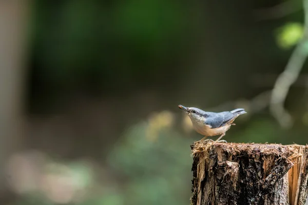 White-breasted Nuthatch — Stock Photo, Image