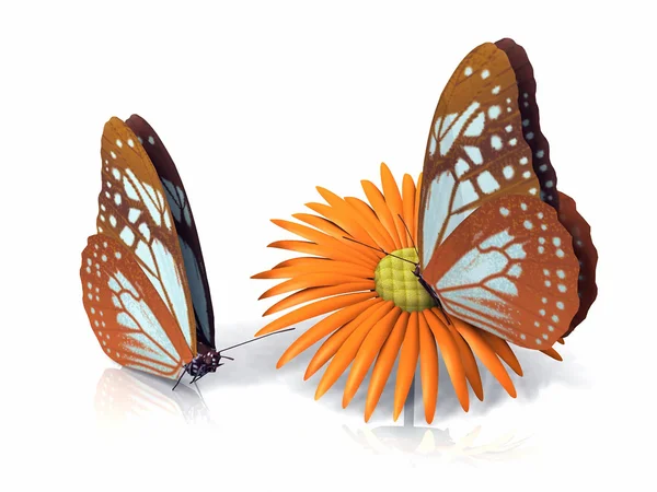 Beautiful butterflies with flower — Stock Photo, Image