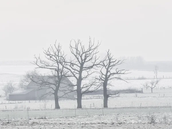 Imagen de los árboles en invierno —  Fotos de Stock