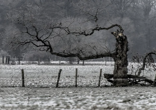 Зображення дерев взимку — стокове фото