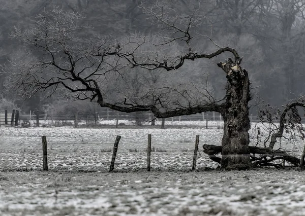 Imagen de los árboles en invierno —  Fotos de Stock