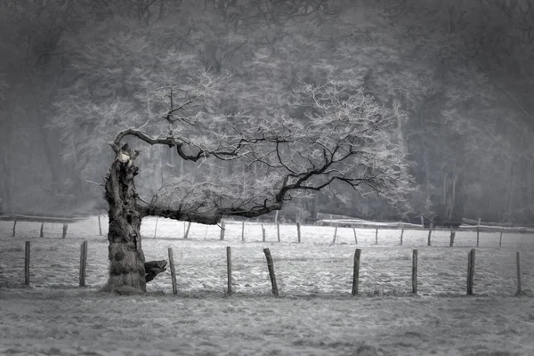 Obraz drzewa zimą — Zdjęcie stockowe