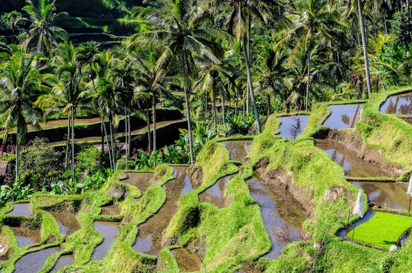 Rice fields of Bali — Stock Photo, Image