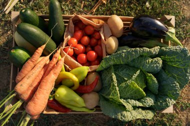 Çiftçi bir kutu sebze tutuyor. Sonbahar hasadı.