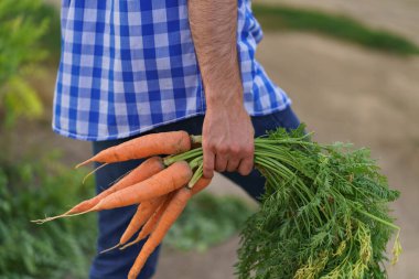 Bahçeden bir avuç havucu tutan bir el.
