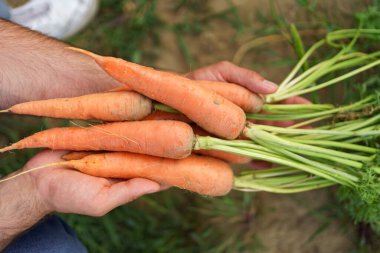 Bahçeden bir avuç havucu tutan bir el.