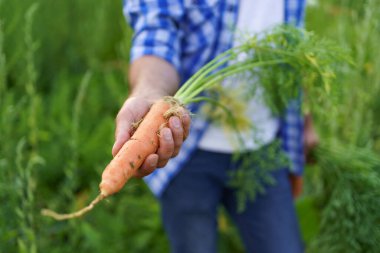 Bahçeden bir havuç tutan bir el.