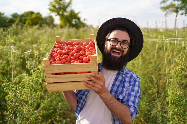 Rolnik ze świeżo zebranymi pomidorami na ramieniu spaceruje — Zdjęcie stockowe