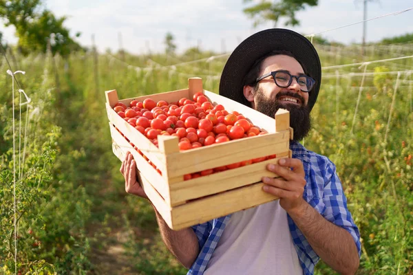 Portret rolnika ze świeżo zebranymi pomidorami — Zdjęcie stockowe