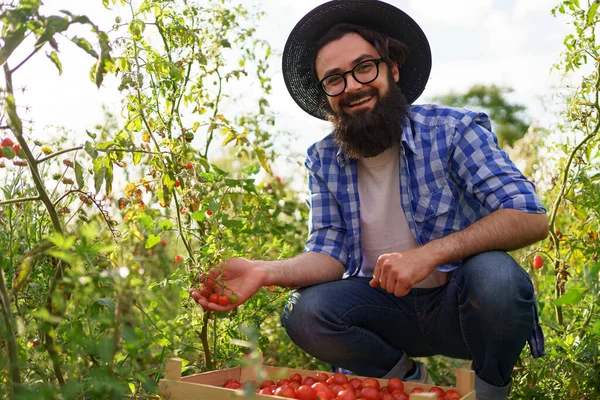 Człowiek ręce trzymając czerwone małe pomidory — Zdjęcie stockowe