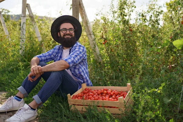 Впевнений фермер сидить зі свіжими помідорами — стокове фото