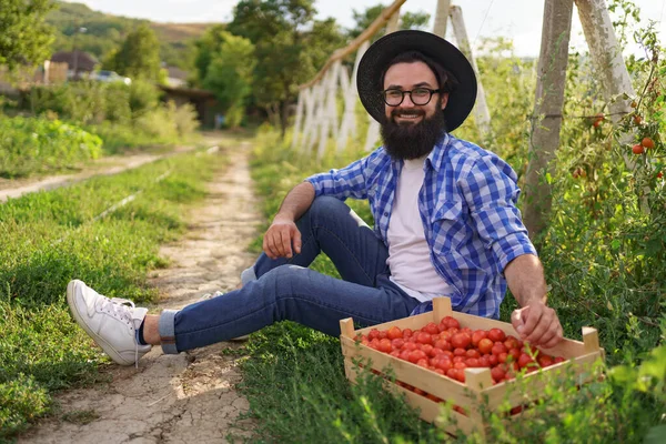 Уверенный фермер, сидящий со свежими томатами — стоковое фото