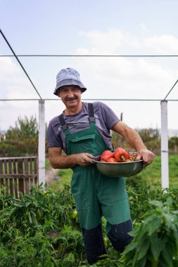 Sebze bahçesinden olgun biber toplayan kıdemli çiftçi.