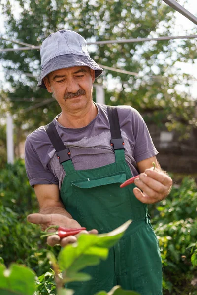 Starszy rolnik zbierający dojrzałe papryki w ogrodzie warzywnym — Zdjęcie stockowe