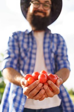Küçük kırmızı domatesleri tutan adam elleri