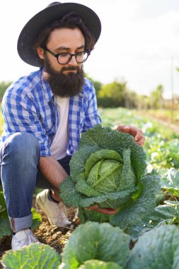 Yeşil tarlada kıvırcık lahana hasat ediyorum.