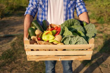 Çiftçi bir kutu sebze tutuyor. Sonbahar hasadı.
