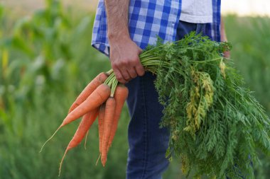 Bahçeden bir avuç havucu tutan bir el.