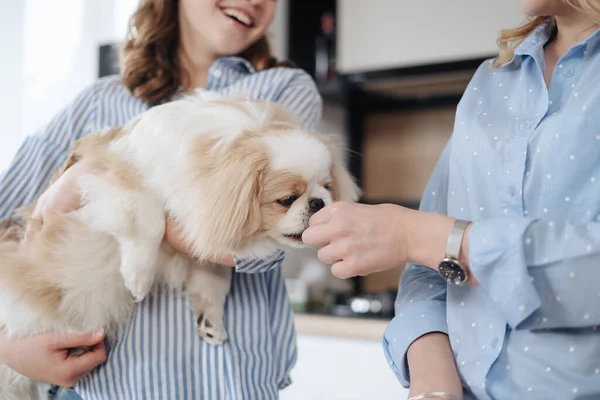 Anne, kız ve sevimli köpek. — Stok fotoğraf