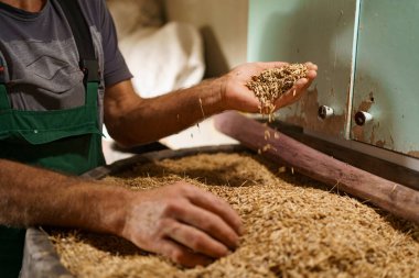 Erkek eli ve arka planda bir avuç yulaf.