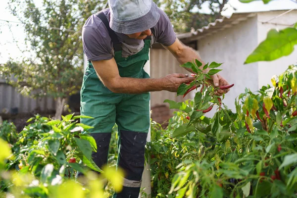 Старший фермер собирает спелый перец в огороде — стоковое фото