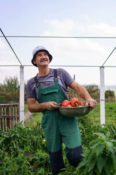 Старший фермер збирає стиглий перець у овочевому саду — стокове фото