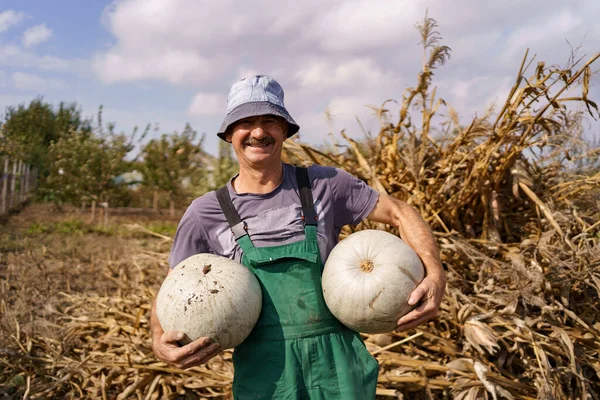 Приближается осень, фермер стоит с тыквами в руках — стоковое фото