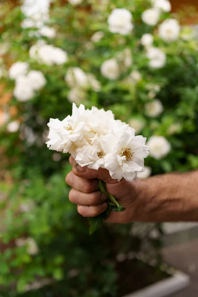Mano de hombre sosteniendo rosas blancas —  Fotos de Stock