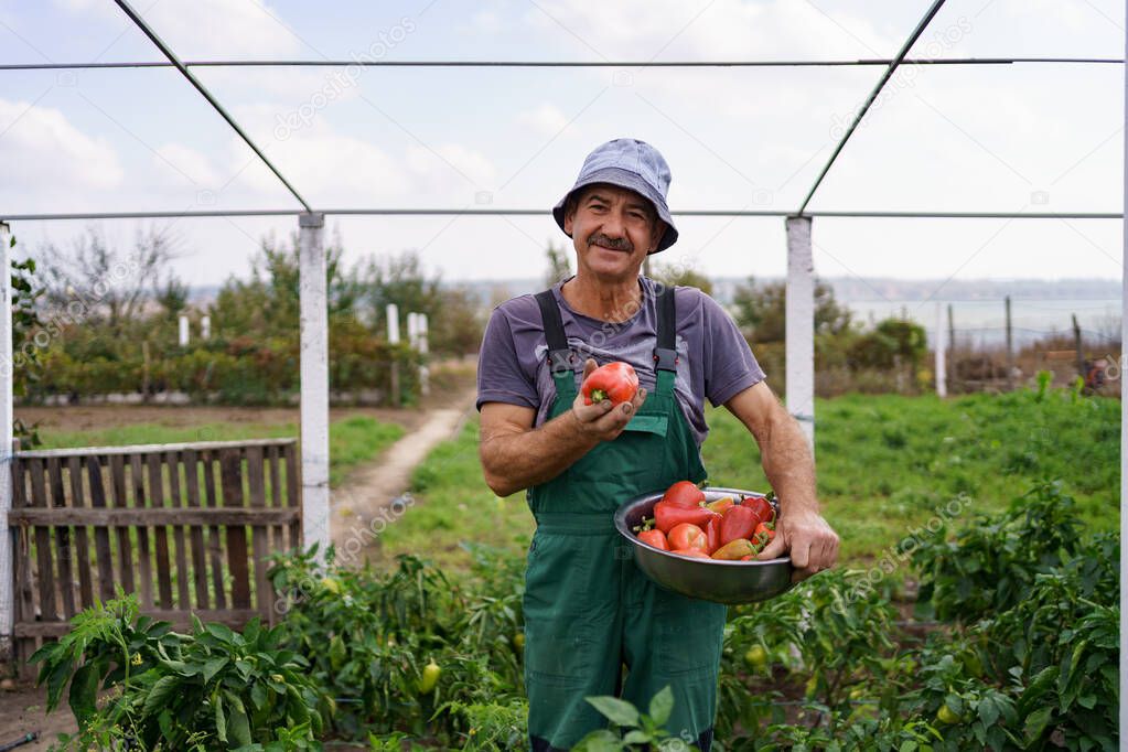 Senior farmer picking ripe peppers in the vegetable garden