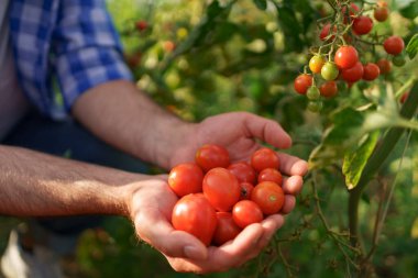 Küçük kırmızı domatesleri tutan adam elleri