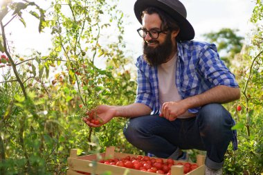Küçük kırmızı domatesleri tutan adam elleri