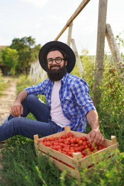 Taze çivili domateslerle oturan kendinden emin çiftçi.