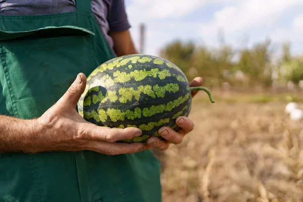 Farmer z arbuzem wodnym w rękach — Zdjęcie stockowe